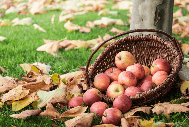 Apple Day at The Folk of Gloucester